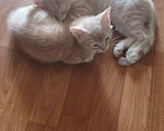 Кошки в Санкт-Петербурге: Котята 2 месяца Мальчик, Бесплатно - фото 4