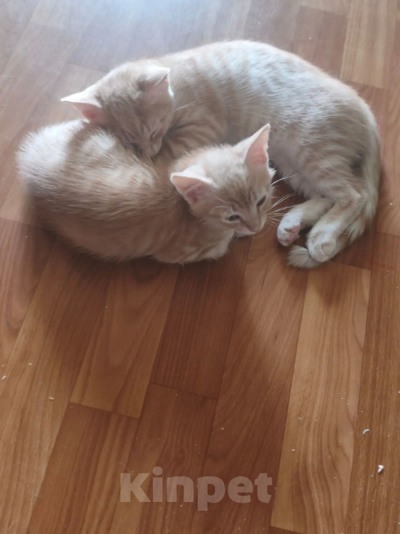 Кошки в Санкт-Петербурге: Котята 2 месяца Мальчик, Бесплатно - фото 4