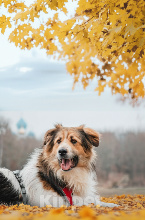 Собаки в Москве: Дюша - метис бордер-колли из приюта в добрые руки Мальчик, Бесплатно - фото 5