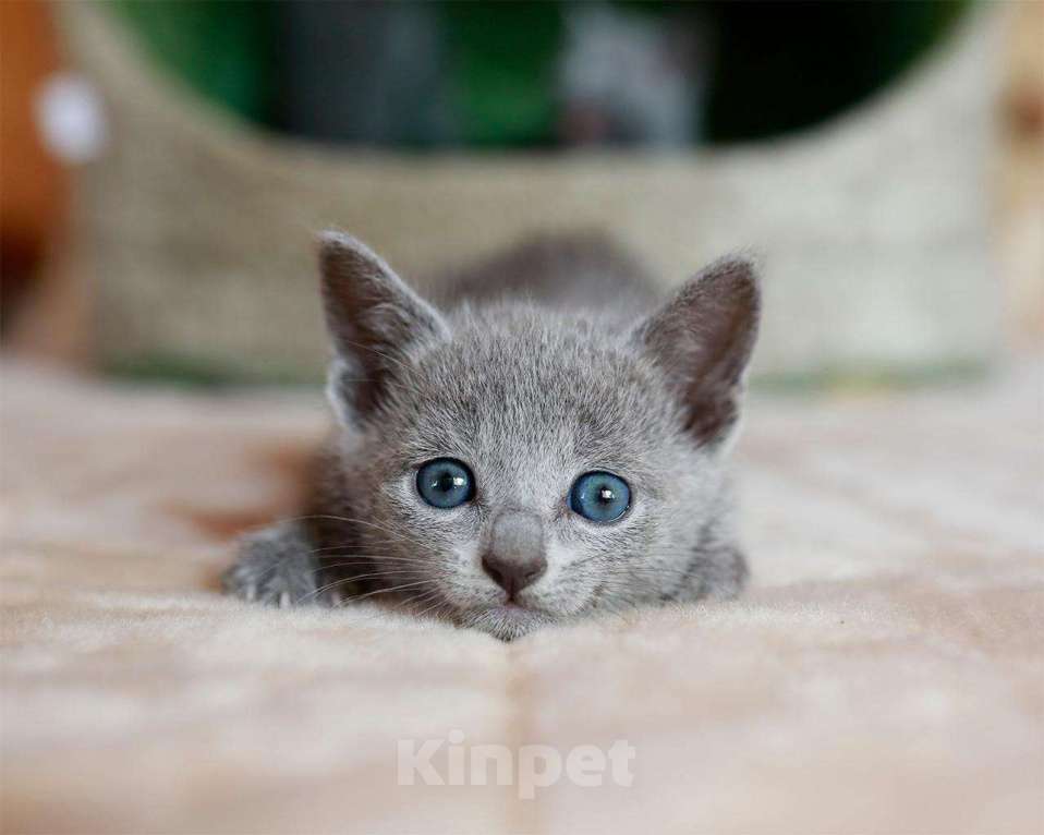 Кошки в Ливны: Котята русские голубые, 43 000 руб. - фото 1
