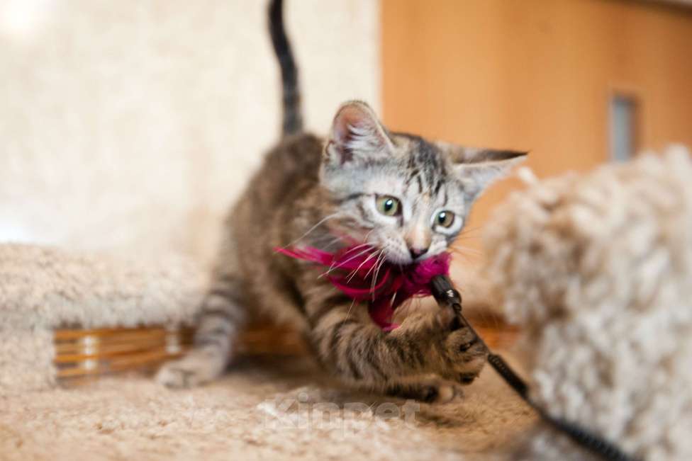 Кошки в Москве: Серо-бежевый котёнок в добрые руки  Девочка, Бесплатно - фото 6