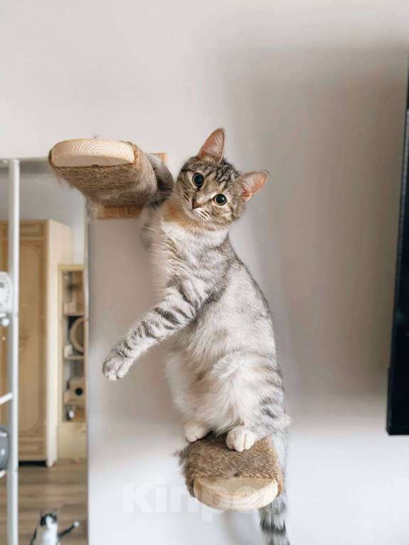 Кошки в Балашихе: Груша Девочка, Бесплатно - фото 2