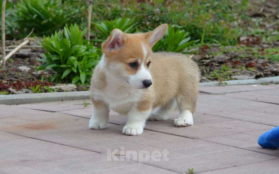 Собаки в Самаре: Вельш Корги пемброк. Мальчик, 80 000 руб. - фото 2