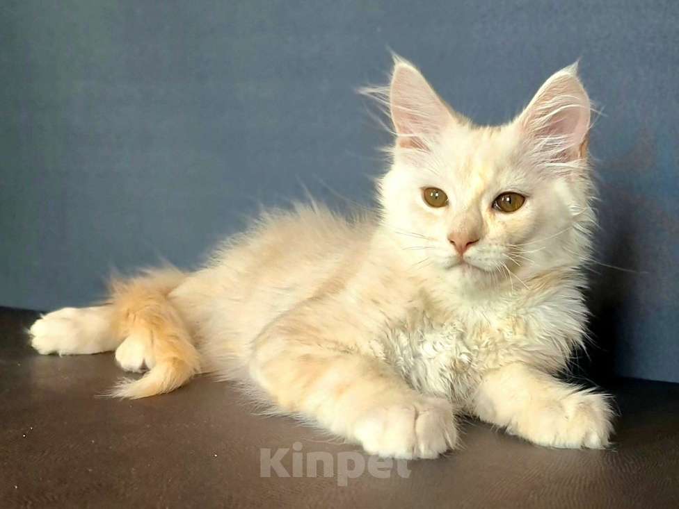 Кошки в других городах Ярославской области: Мейн кун мальчик Мальчик, Бесплатно - фото 6