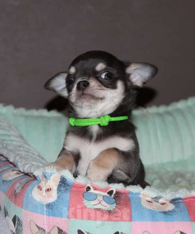 Собаки в Санкт-Петербурге: Единственный экземпляр, мега классный малой Мальчик, 90 000 руб. - фото 3