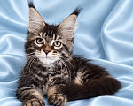 Кошки в Владимире: Котята мейн-кун Девочка, 85 000 руб. - фото 5