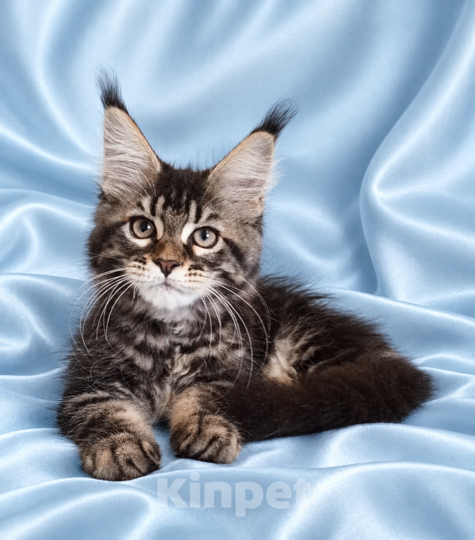 Кошки в Владимире: Котята мейн-кун Девочка, 85 000 руб. - фото 5