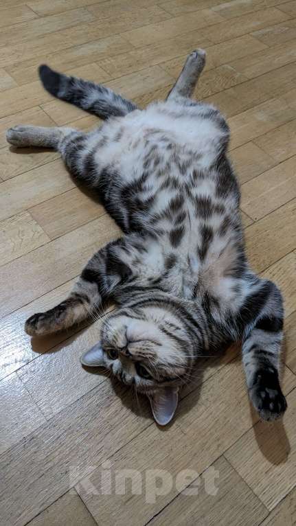 Кошки в Москве: Шотландский мраморный кот на вязку Мальчик, 3 000 руб. - фото 6