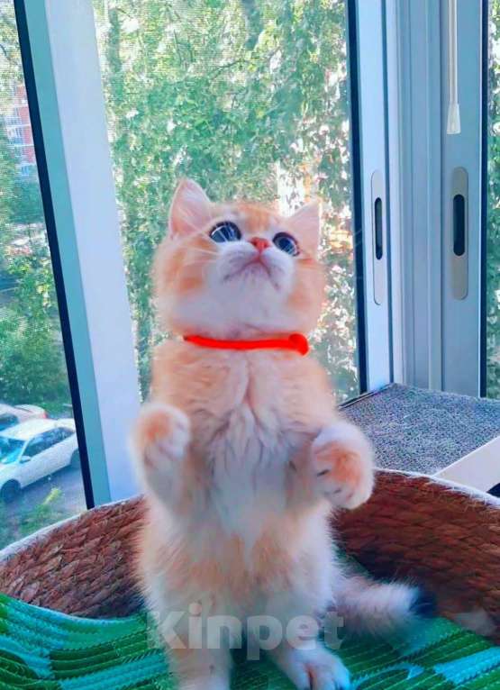 Кошки в Москве: Золотые плюшевые шиншилы  Мальчик, 50 000 руб. - фото 3