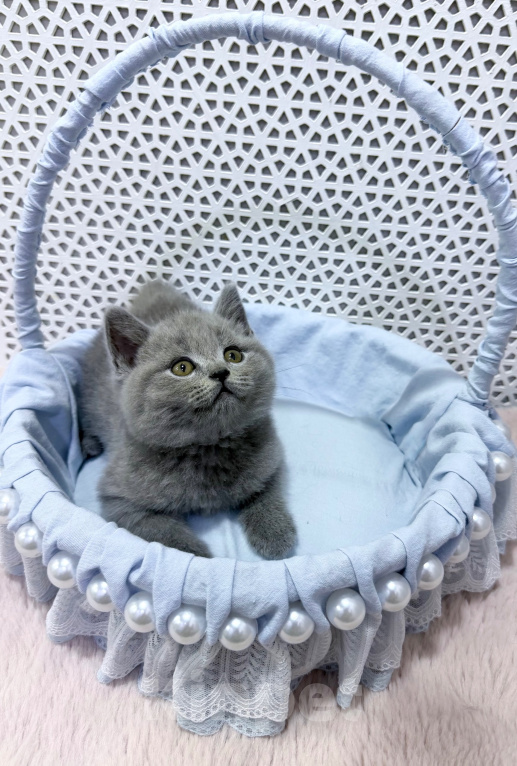 Кошки в Москве: Британский котенок Мальчик, 100 000 руб. - фото 9