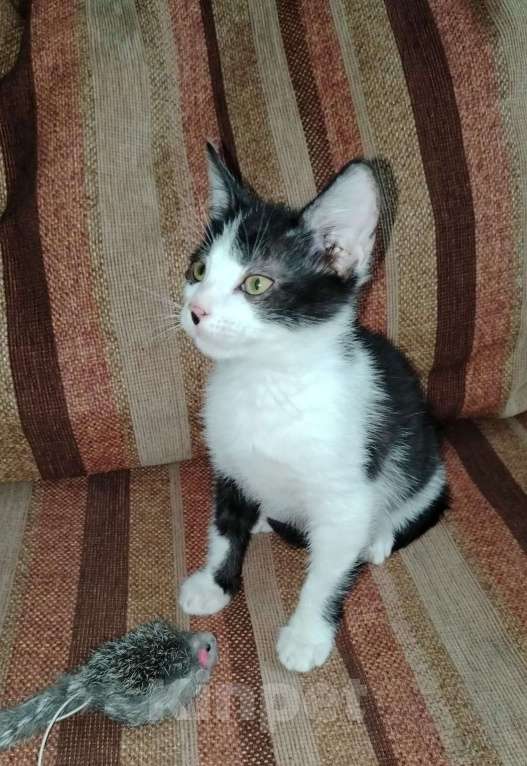 Кошки в Москве: Мурзик в добрые руки Мальчик, 100 руб. - фото 2