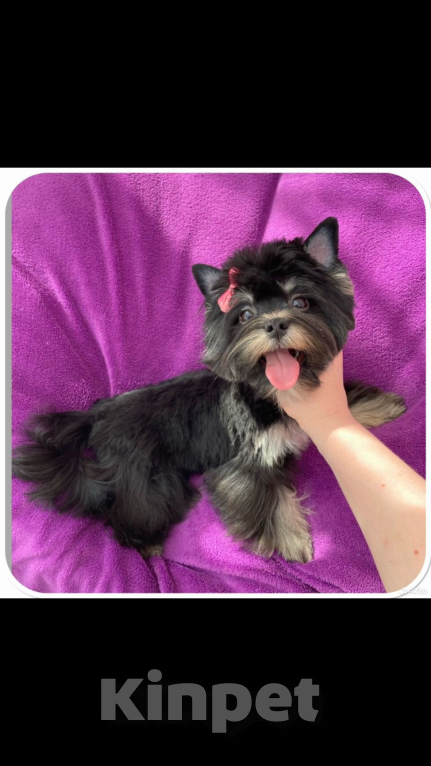 Собаки в Москве: Взрослый йорк девочка для разведения стандарт Девочка, 90 000 руб. - фото 6