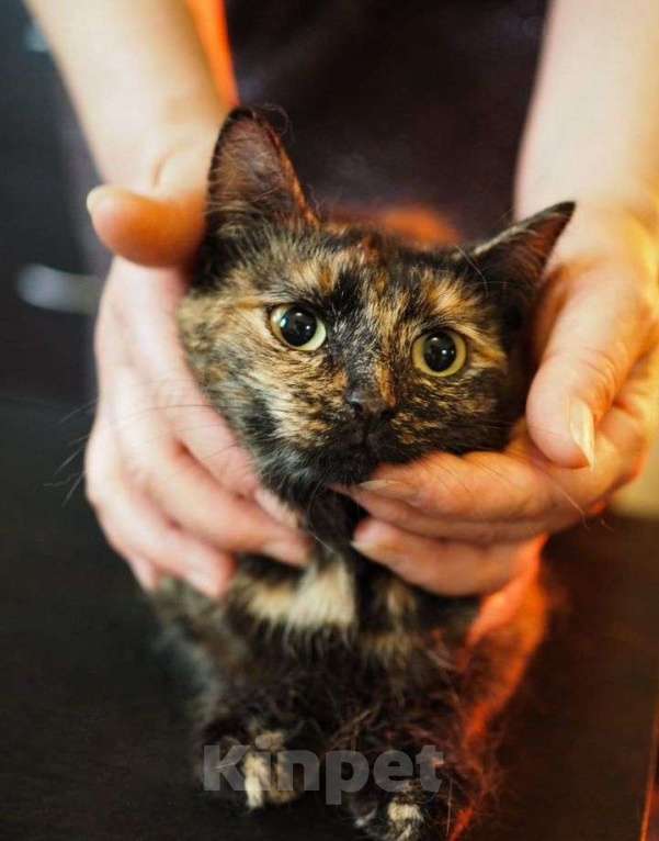 Кошки в Люберцах: Ищет дом робкая девочка Ириска Девочка, Бесплатно - фото 1