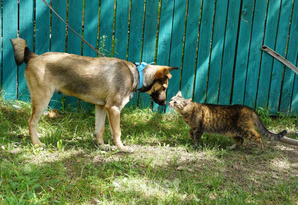Собаки в Москве: Солджер, самый лучший молодой пес в добрые руки! Мальчик, Бесплатно - фото 3