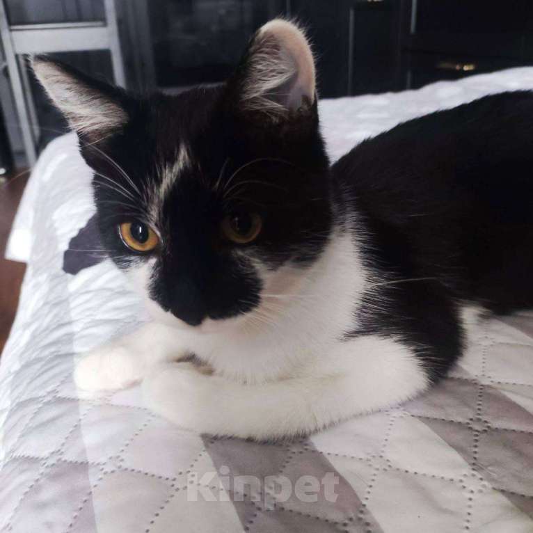 Кошки в Балашихе: Уно Мальчик, Бесплатно - фото 4