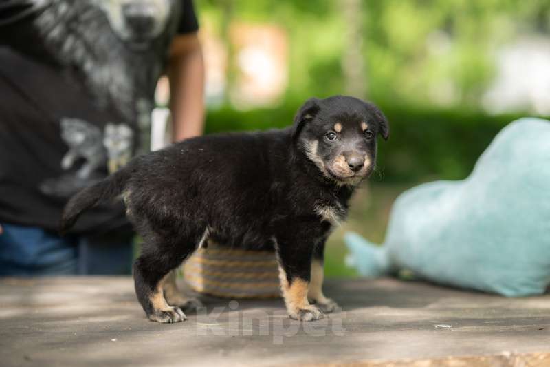 Собаки в Москве: Щенята — почти волчата ищут дом Мальчик, 1 руб. - фото 4