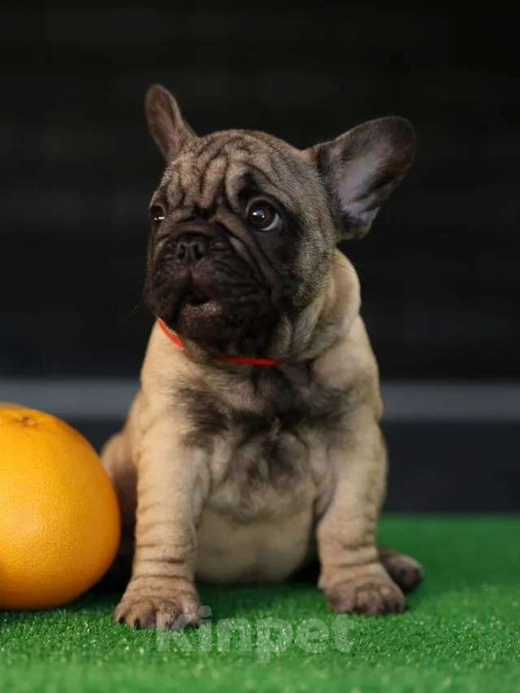 Собаки в Москве: Щенок французского бульдога  Девочка, 50 000 руб. - фото 2