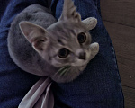 Кошки в Волжском: Котенок ищет дом  Мальчик, Бесплатно - фото 1
