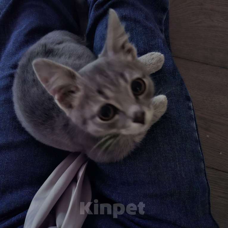 Кошки в Волжском: Котенок ищет дом  Мальчик, Бесплатно - фото 1