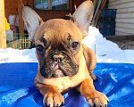 Собаки в Красноармейске: Щенки французкого бульдога Мальчик, 25 000 руб. - фото 1
