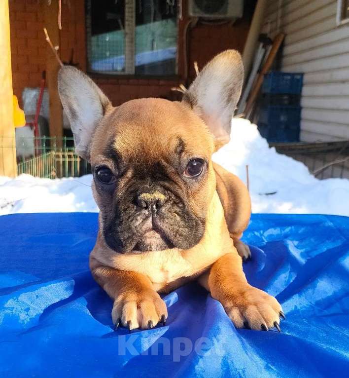 Собаки в Красноармейске: Щенки французкого бульдога Мальчик, 25 000 руб. - фото 1