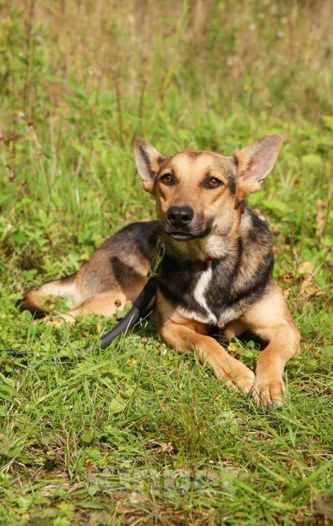 Собаки в Москве: Тиша. Нежная квартирная девочка Мальчик, Бесплатно - фото 4