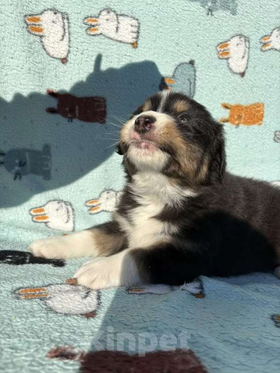 Собаки в Бикине: Аусси Мальчик, 50 000 руб. - фото 3