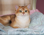 Кошки в Владивостоке: Британский котёнок. Шикарная девочка Девочка, 50 000 руб. - фото 1