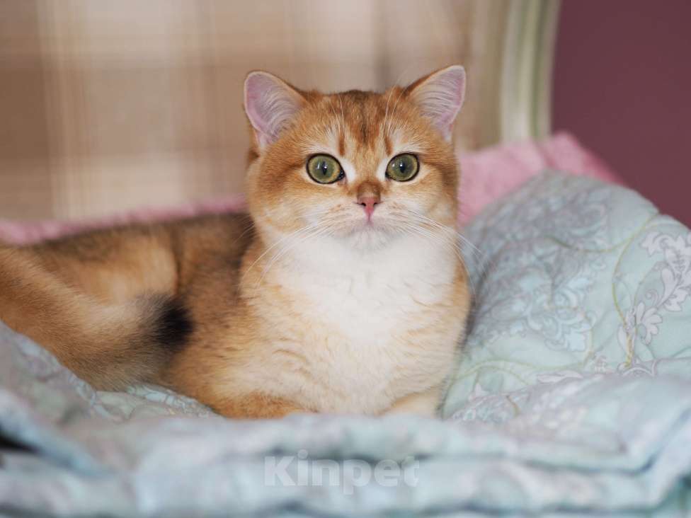 Кошки в Владивостоке: Британский котёнок. Шикарная девочка Девочка, 50 000 руб. - фото 1