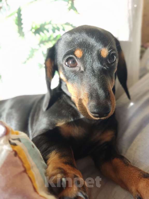 Собаки в Москве: Такса стандарт Девочка Девочка, 35 000 руб. - фото 1