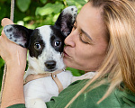 Собаки в Волоколамске: Маленькая собачка в добрый руки Девочка, Бесплатно - фото 5