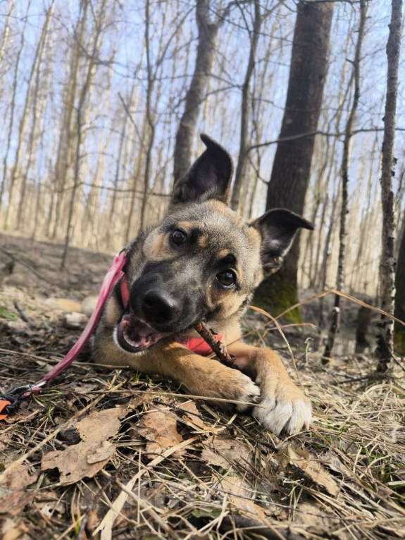 Собаки в Ногинске: Щенок ищет дом Девочка, Бесплатно - фото 3