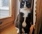 Кошки в Лысьве: Кошка, 10 руб. - фото 1