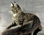 Кошки в Жердевке: Кот мейн-кун в разведение WCF, 80 000 руб. - фото 5