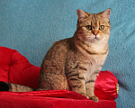 Кошки в Клине: Подрощенный котик Мальчик, 1 руб. - фото 4
