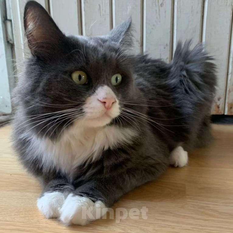 Кошки в Москве: Самый лучший кот! Мальчик, Бесплатно - фото 3