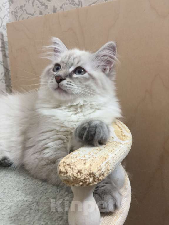 Кошки в Санкт-Петербурге: Невский маскарадный котёнок Мальчик, 45 000 руб. - фото 1