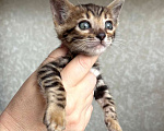 Кошки в Москве: Клубные бенгальские котята-мальчик Мальчик, 60 000 руб. - фото 3