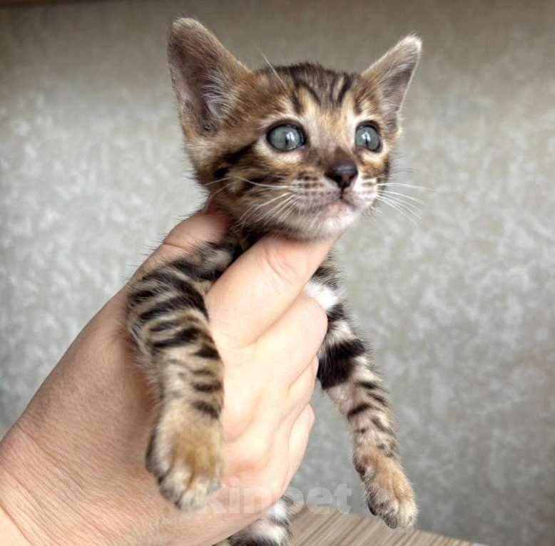 Кошки в Москве: Клубные бенгальские котята-мальчик Мальчик, 60 000 руб. - фото 3