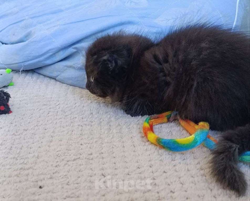 Кошки в Королеве: Котенок в добрые руки Девочка, Бесплатно - фото 3