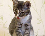 Кошки в Москве: Полосатенькое чудо, очаровательный котенок Чунь в добрые руки Мальчик, 10 руб. - фото 3