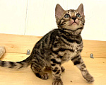 Кошки в Москве: Бенгальский котенок  Девочка, 50 000 руб. - фото 6