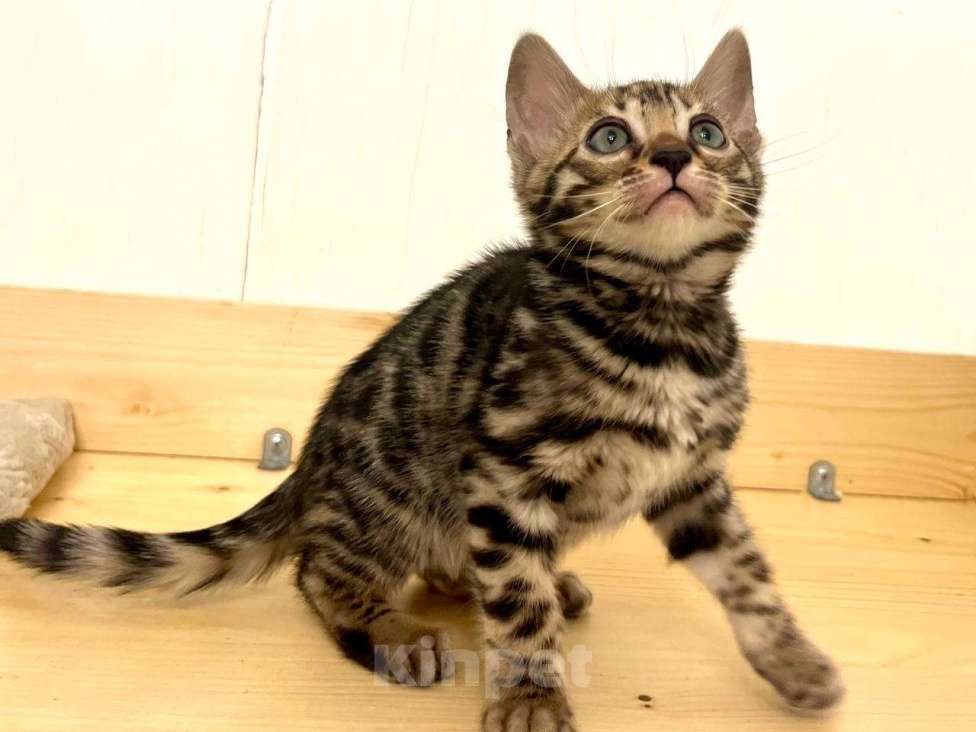 Кошки в Москве: Бенгальский котенок  Девочка, 50 000 руб. - фото 6