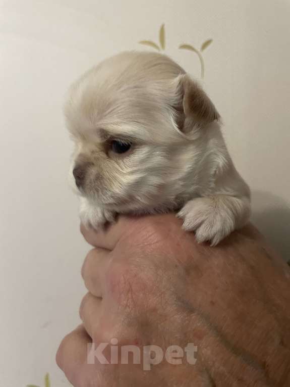 Собаки в Санкт-Петербурге: Щенок чихуахуа, сука Девочка, 50 000 руб. - фото 3