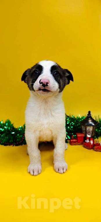 Собаки в других городах Московской области: Пинк Девочка, Бесплатно - фото 1