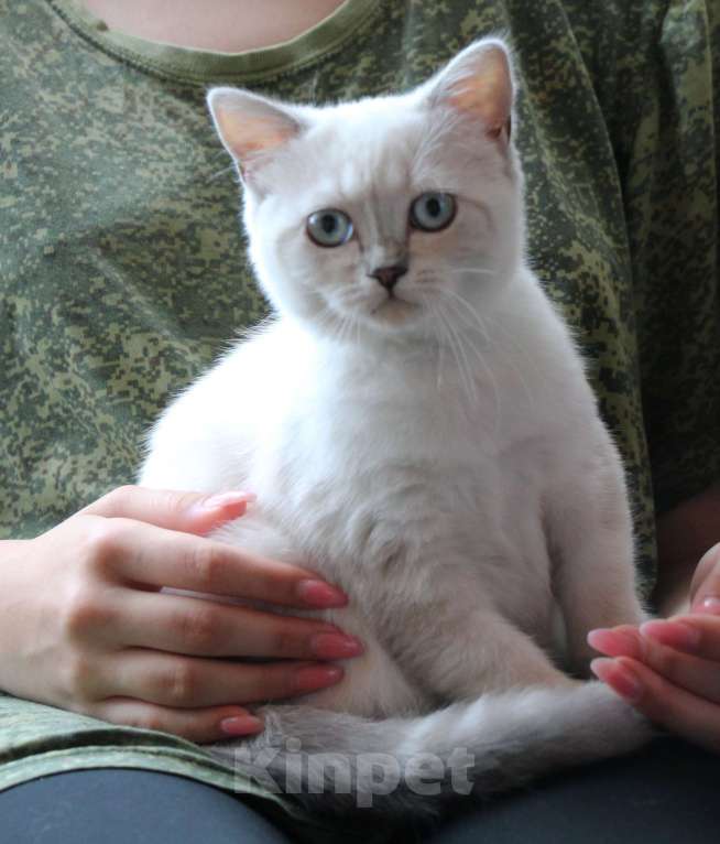 Кошки в Электростали: Шикарный голубглазый котенок Мальчик, Бесплатно - фото 1