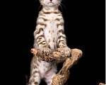 Кошки в Краснодаре: Бенгальские котята Мальчик, 20 000 руб. - фото 6