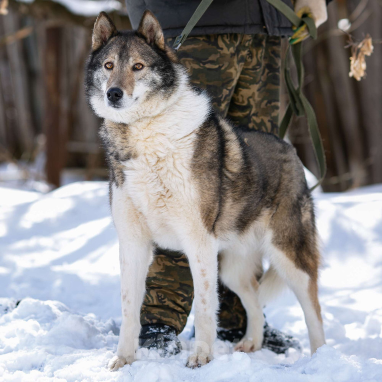 Собаки в Москве: Весёлый, активный породистый Лайк оказался в приюте и ждёт свою семью Мальчик, Бесплатно - фото 7