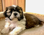 Собаки в Санкт-Петербурге: Ши тцу мальчик Мальчик, 35 000 руб. - фото 3
