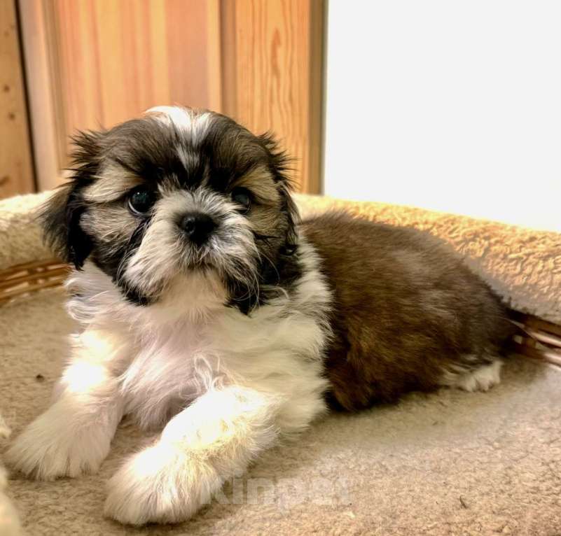 Собаки в Санкт-Петербурге: Ши тцу мальчик Мальчик, 35 000 руб. - фото 3
